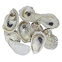 U.S. Shell Oyster Shells, 2" to 3"