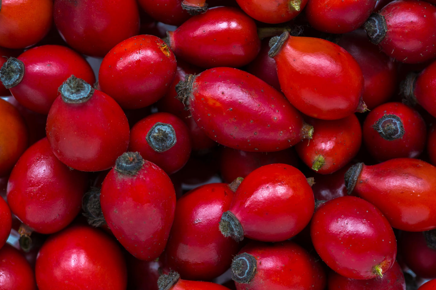 Rose Hips Tea - 1 LB (16 oz) | Real Wild Harvest | 100% USDA Certified Organic | Cut and Sifted Albanian Rose Hips Shells | Aroma-Rich Seedless