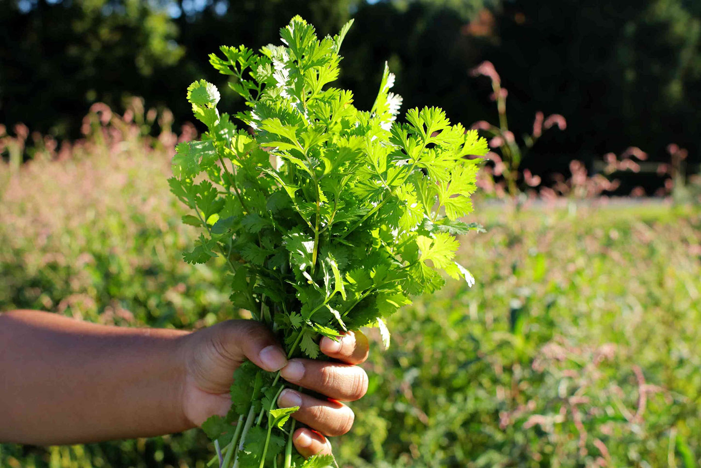 Coriander Leaves. Cilantro Leaf, Cut and Sifted. 1 oz, 4 oz, and 1 Lb. (1 OZ)