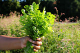 Coriander Leaves. Cilantro Leaf, Cut and Sifted. 1 oz, 4 oz, and 1 Lb. (1 OZ)
