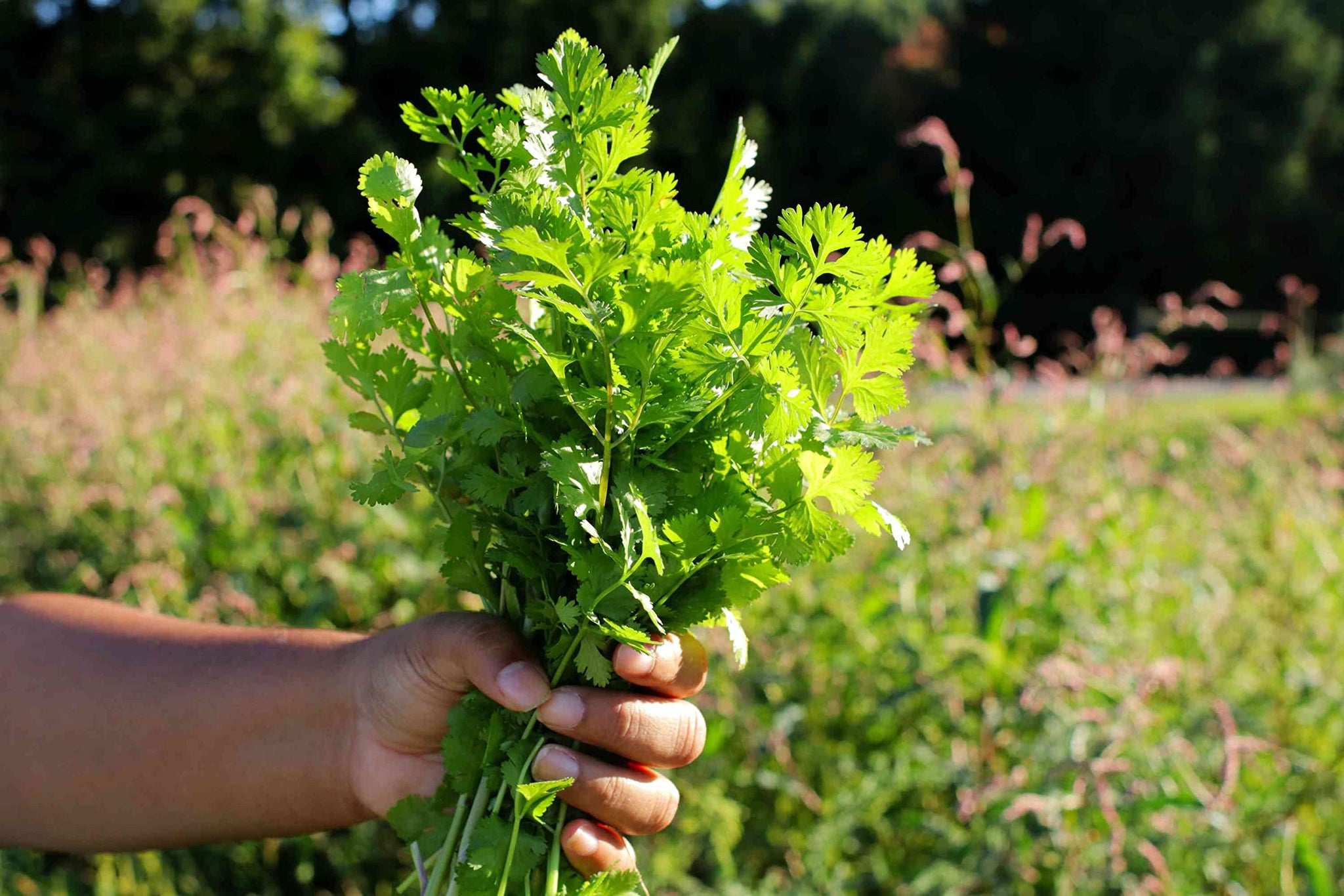 Coriander Leaves. Cilantro Leaf, Cut and Sifted. 1 oz, 4 oz, and 1 Lb. (1 OZ)