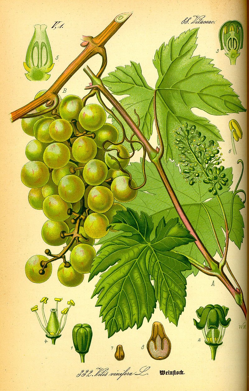 ISON'S SCUPPERNONG WHITE JUICE