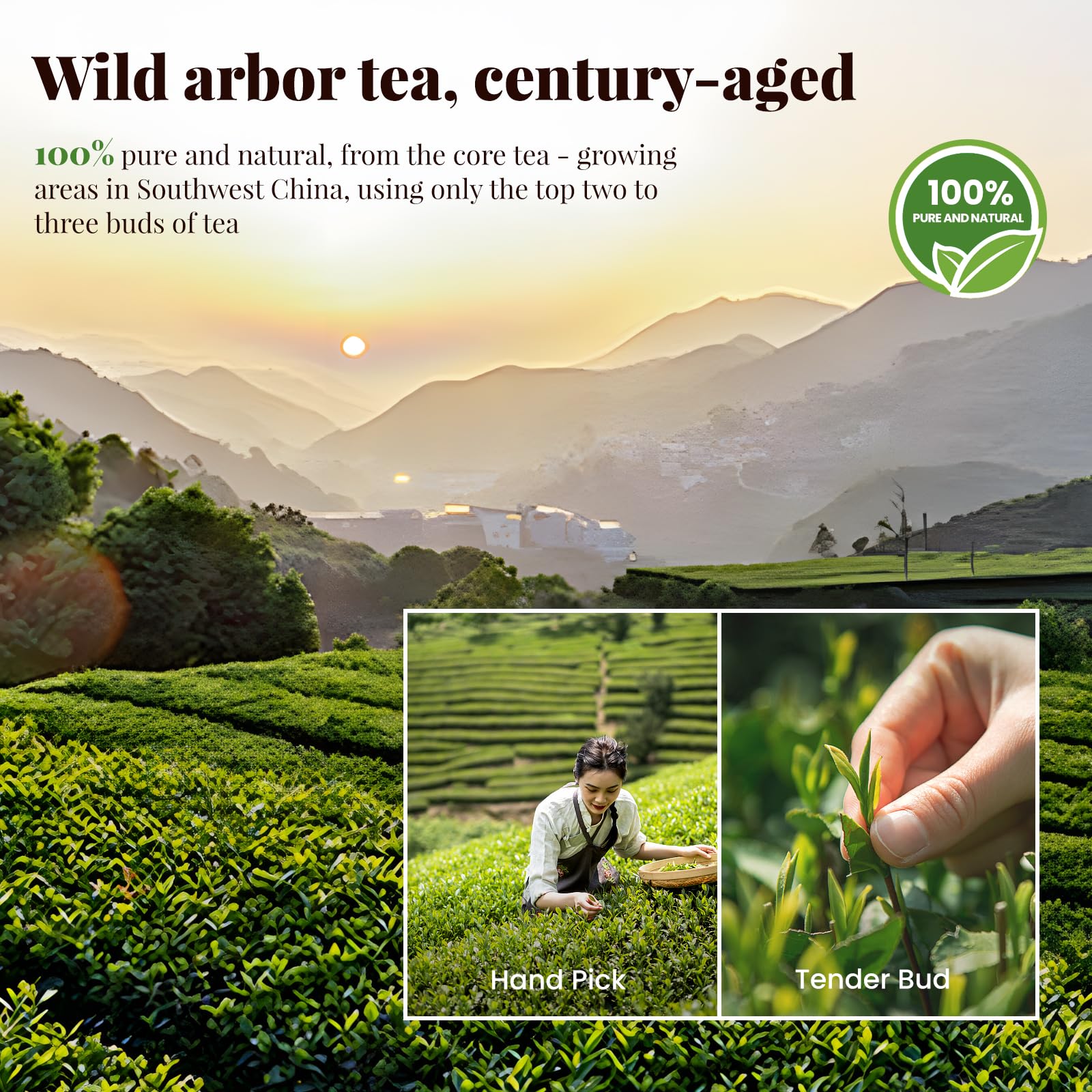 The Spring Tea Premium Grade Ancient Tree Black Tea & Jasmine Tea From Wild 300+ Year Old Tree, Loose Leaf with Dual Tea Collection, Just harvested