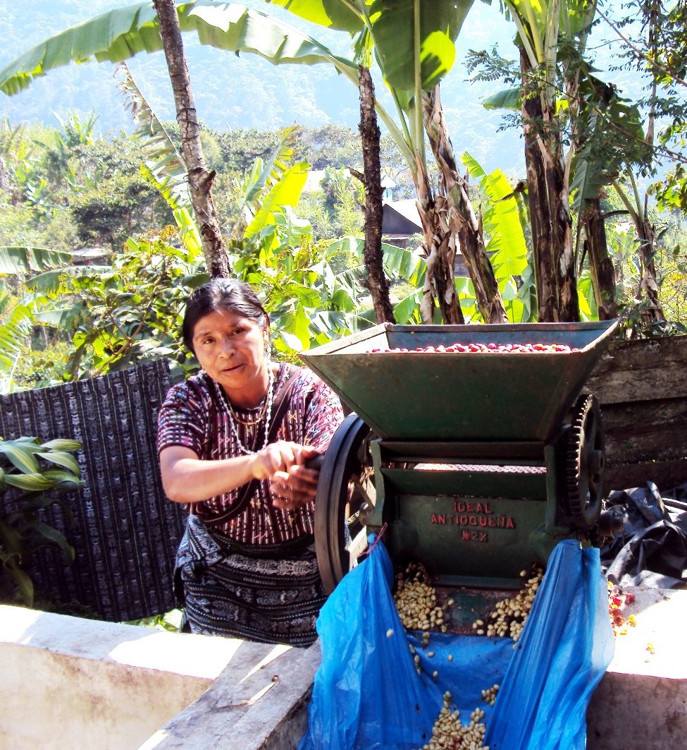 GREEN MAYA Santa Cruz Barillas Association Arabica Coffee Beans 100% Certified Organic Guatemala Single Origin Espresso Coffee