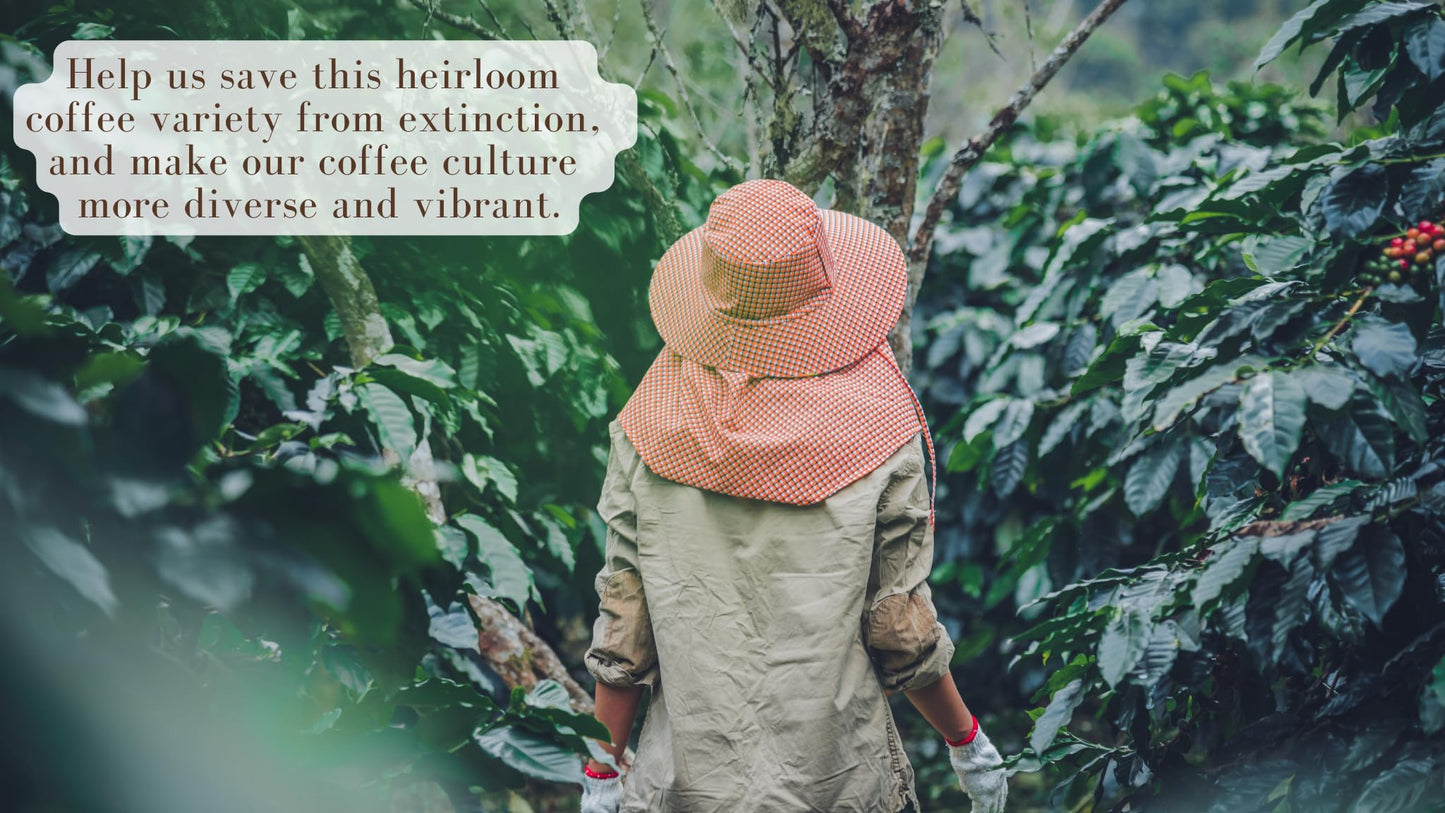 Artisans Philippine Coffee, Barako Gold Dark Roast Beans, 100% Liberica, 1.1 Pounds Bag