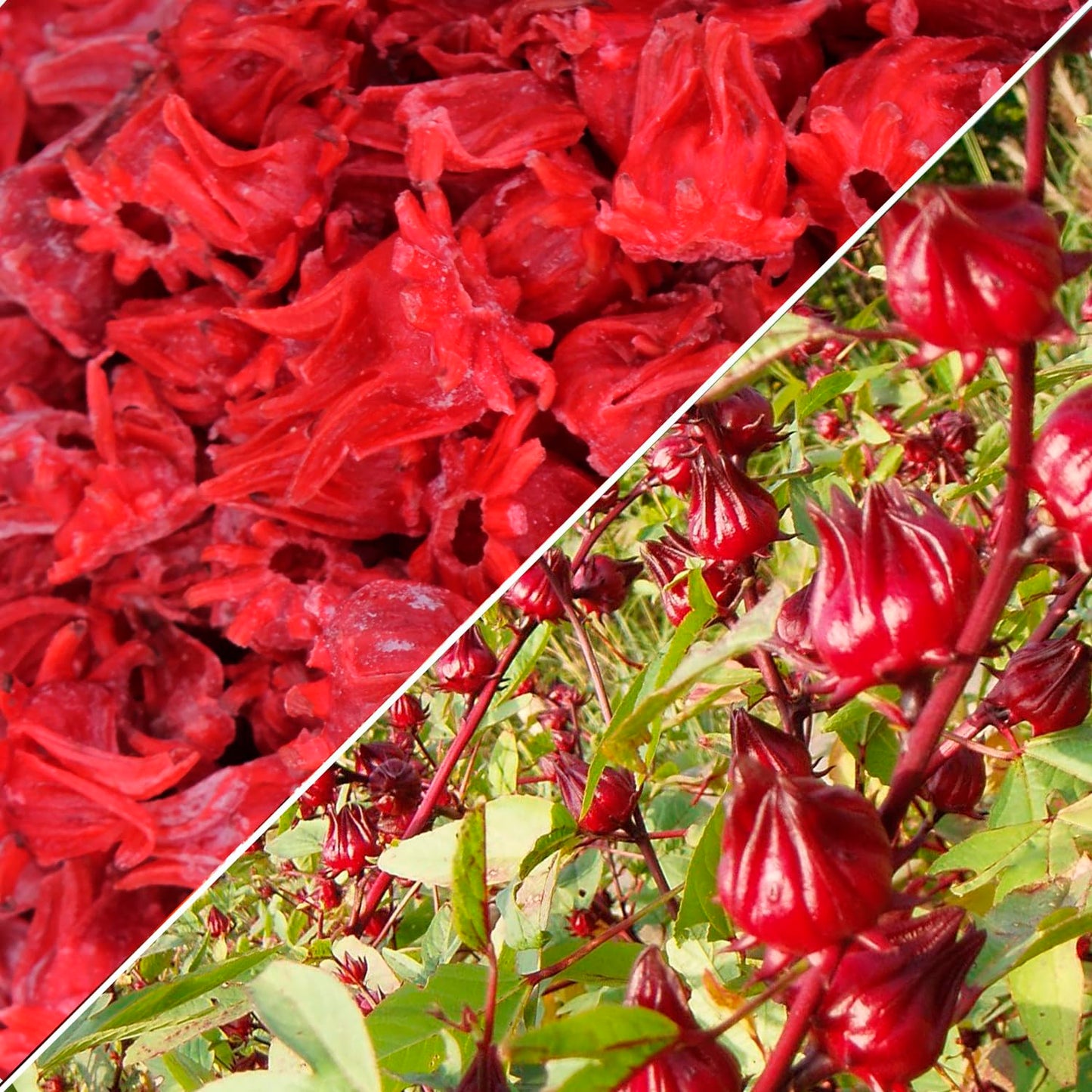 WOODCHA Candied Hibiscus, Dried Edible Flowers, Edible Hibiscus Flowers Cake Decorations, Hibiscus Food, Dehydrated Flowers, Roselle, Kosher