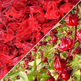 WOODCHA Candied Hibiscus, Dried Edible Flowers, Edible Hibiscus Flowers Cake Decorations, Hibiscus Food, Dehydrated Flowers, Roselle, Kosher