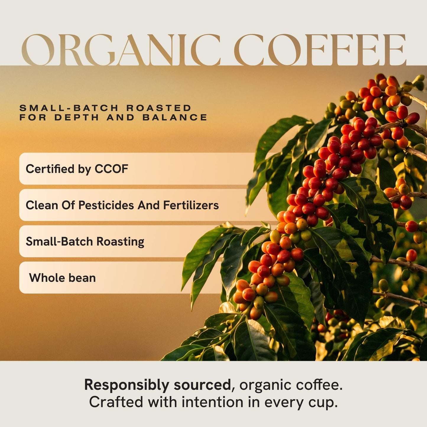 Intazza Organic Whole Bean Coffee, Noble Organic, Medium Roast Coffee Beans, Sweet And Rich Blend, Citrus Lift And Silky Cocoa Notes, Fresh Roasted In