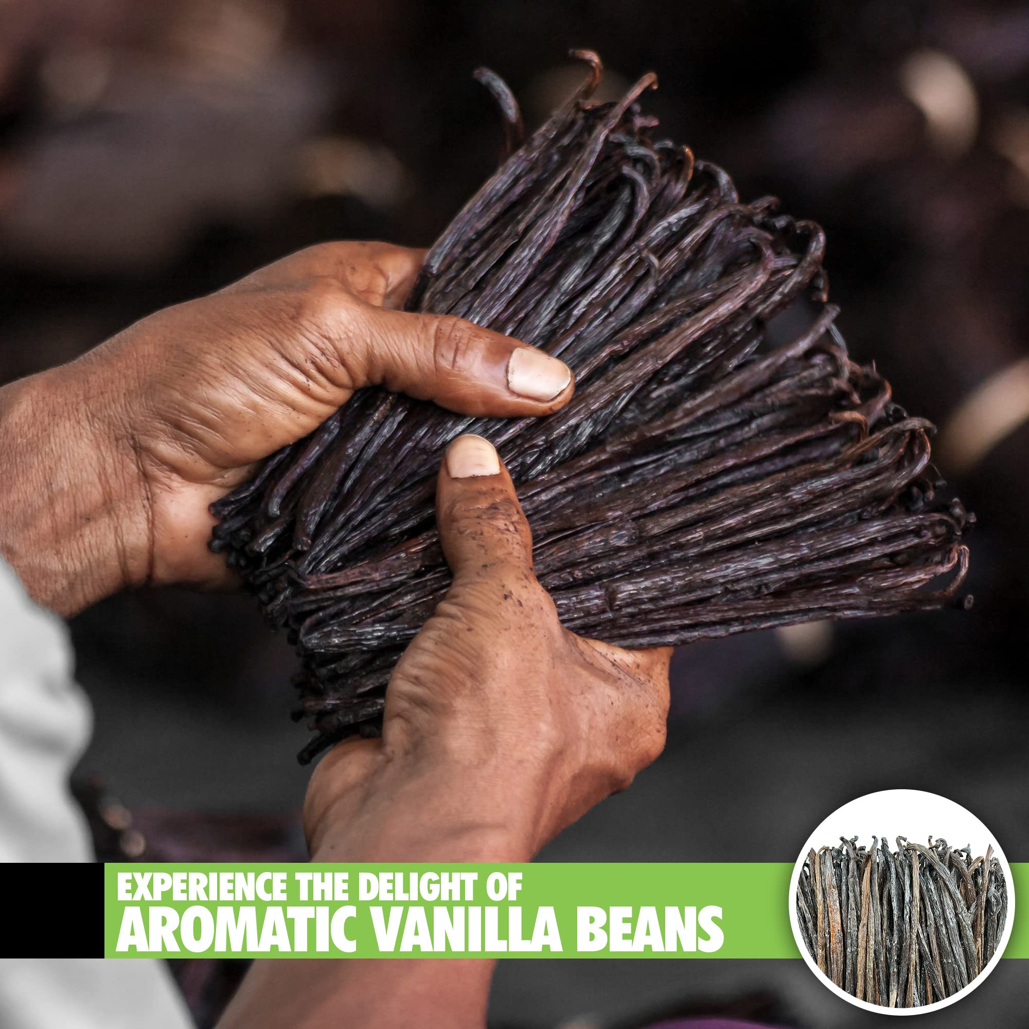 26 Organic Madagascar Vanilla Beans Extract Exclusive Grade B| 4.5" - 5.5" by FITNCLEAN VANILLA| Certified USDA Organic. Bulk Dry Whole Bourbon