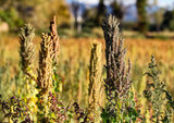 Food to Live Black Quinoa, 6 Pounds - Whole Grain, Raw, Vegan, Kosher, Sirtfood, Bulk. Easy to Cook. Perfect for Salads, Soups, Stews. Great Alternative to Rice