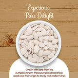 NY Spice Shop Pumpkin Seeds Roasted Unsalted - 1 Pound Unsalted Pumpkin Seeds in Shell - Pepitas Roasted Unsalted - Fresh Healthy Snacks Pumpkin Seeds