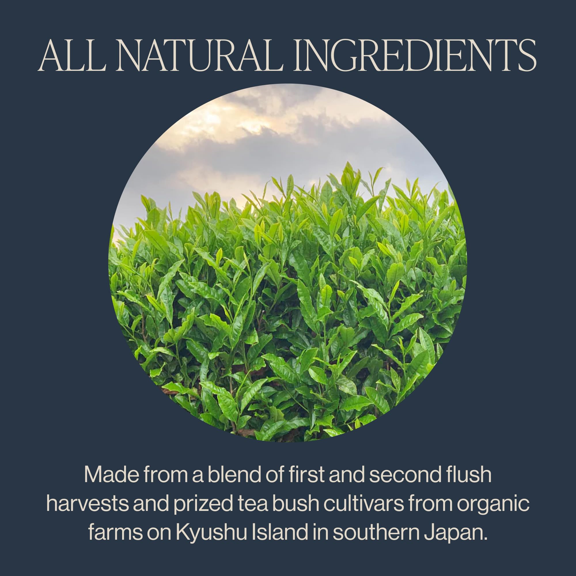 Rishi Tea Sencha Green Tea - Organic Sachet Bags, Caffeinated Japanese Green Tea, Enjoy Hot or Iced - 15 Count (Pack of 1)