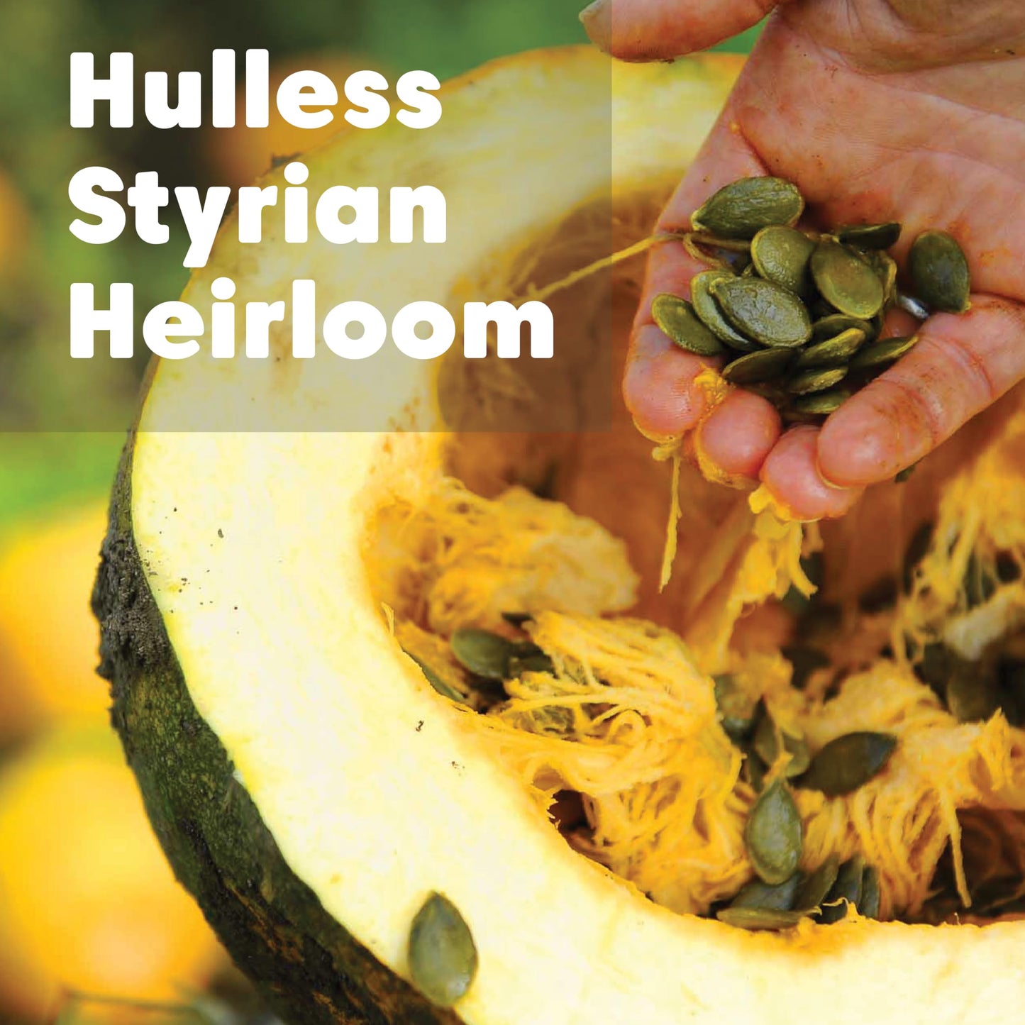 Wilderness Poets, Organic Heirloom Pumpkin Seeds - Styrian Variety, No Shells, Naturally Hulless. Unsalted, Bulk Size, Grown in Oregon, USA or Europe