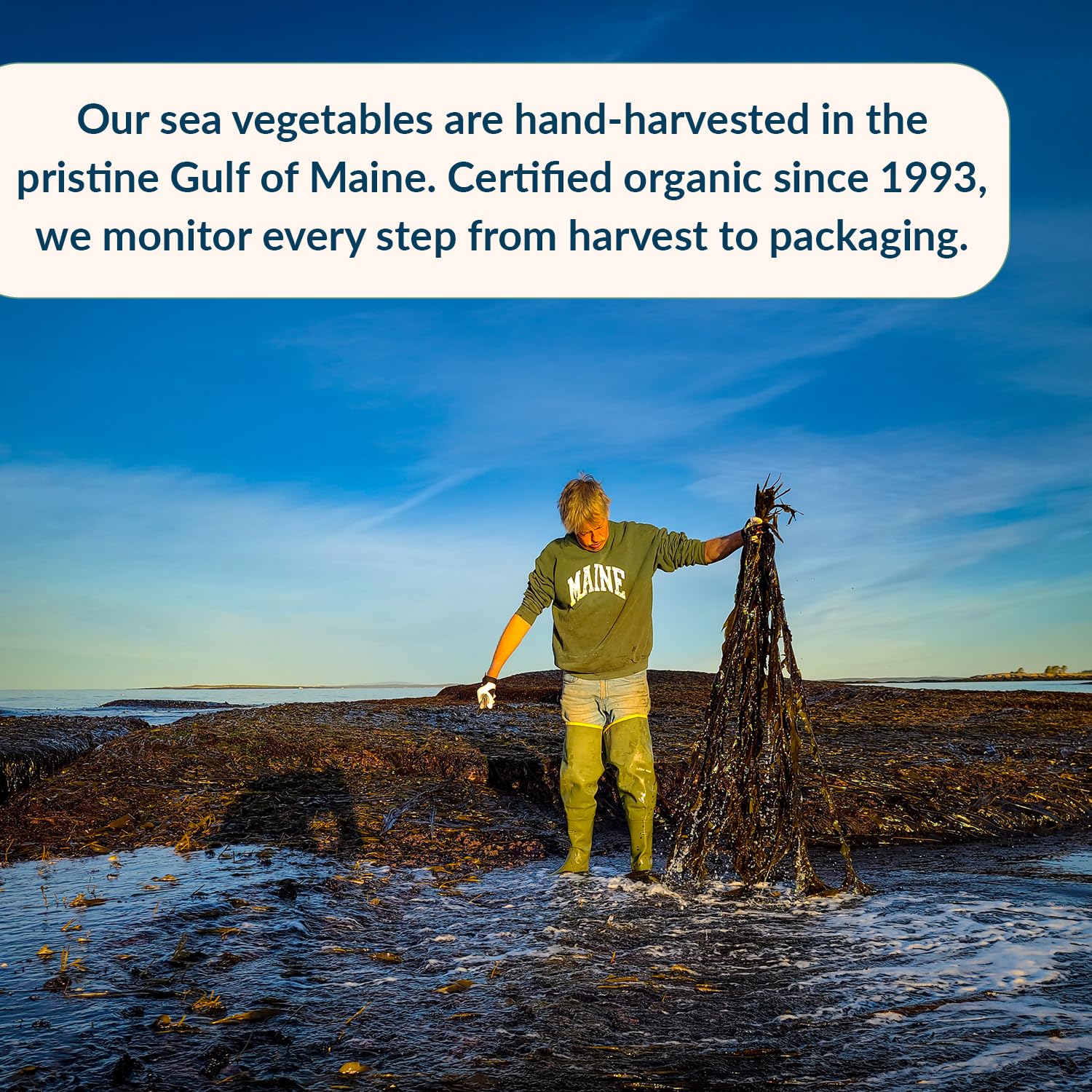 Maine Coast Sea Vegetables Organic Dulse Whole Leaf Bag, Nutritious Food & Seaweed Snacks, Rich in Iodine, North Atlantic Harvest, Great for Salads