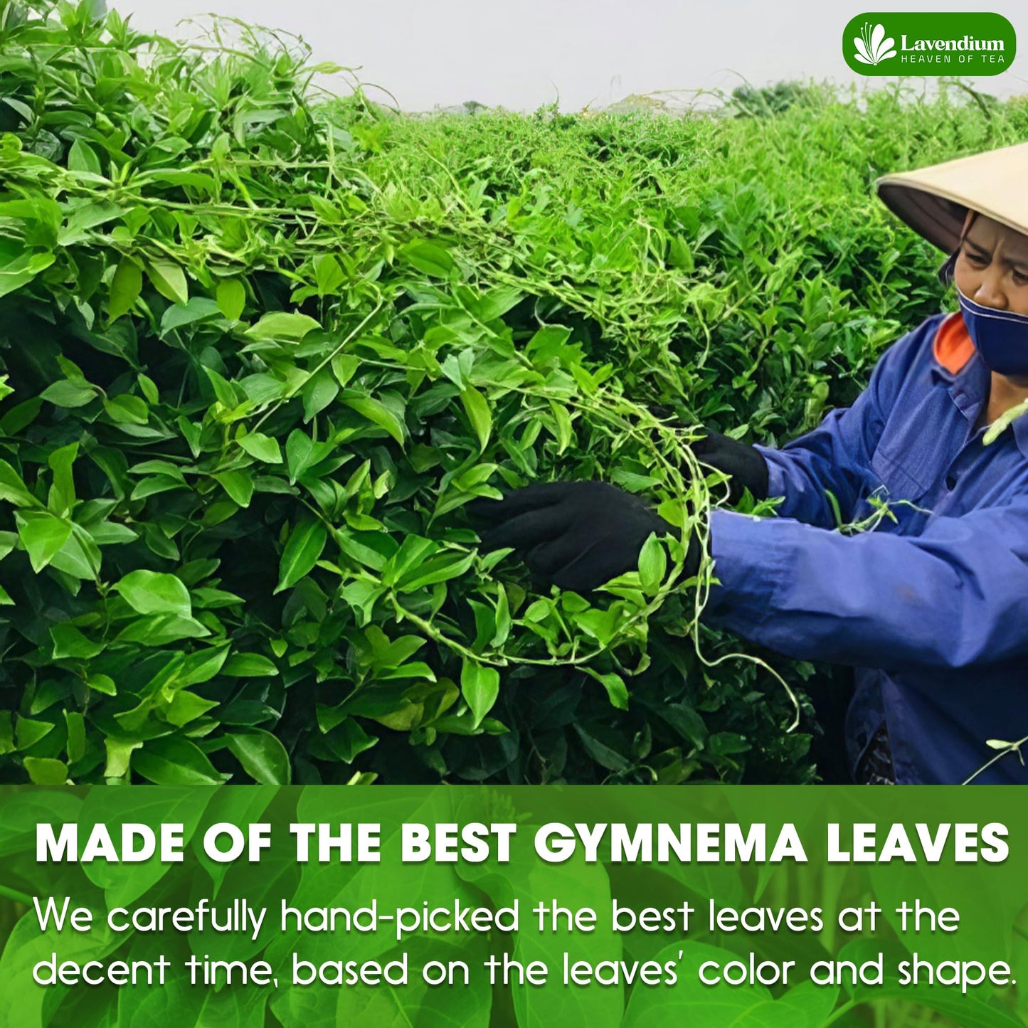 Lavendium, Premium 60 Gymnema Leaf Tea Bags, 100% Natural & Pure from Leaves. Gymnema Tea Bags for Diabetics - COLD-DRIED for Maximum Freshness