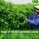 Lavendium, Premium 120 Gymnema Leaf Tea Bags, 100% Natural & Pure from Leaves. Gymnema Tea Bags for Diabetics - COLD-DRIED for Maximum Freshness
