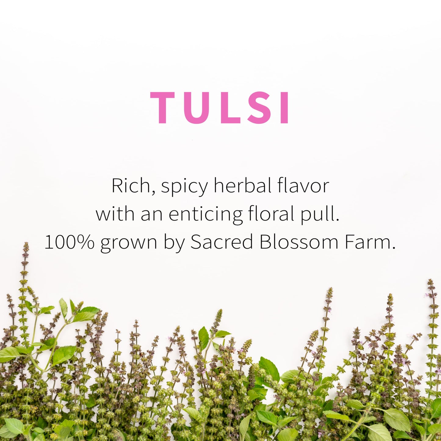 Tulsi Herbal Tea (Holy Basil) | Sacred Blossom Farm | 1.7 oz. Loose Leaf | Ease Stress Renew Enaergy* | Minimally Processed Wisconsin-Grown Medicinal
