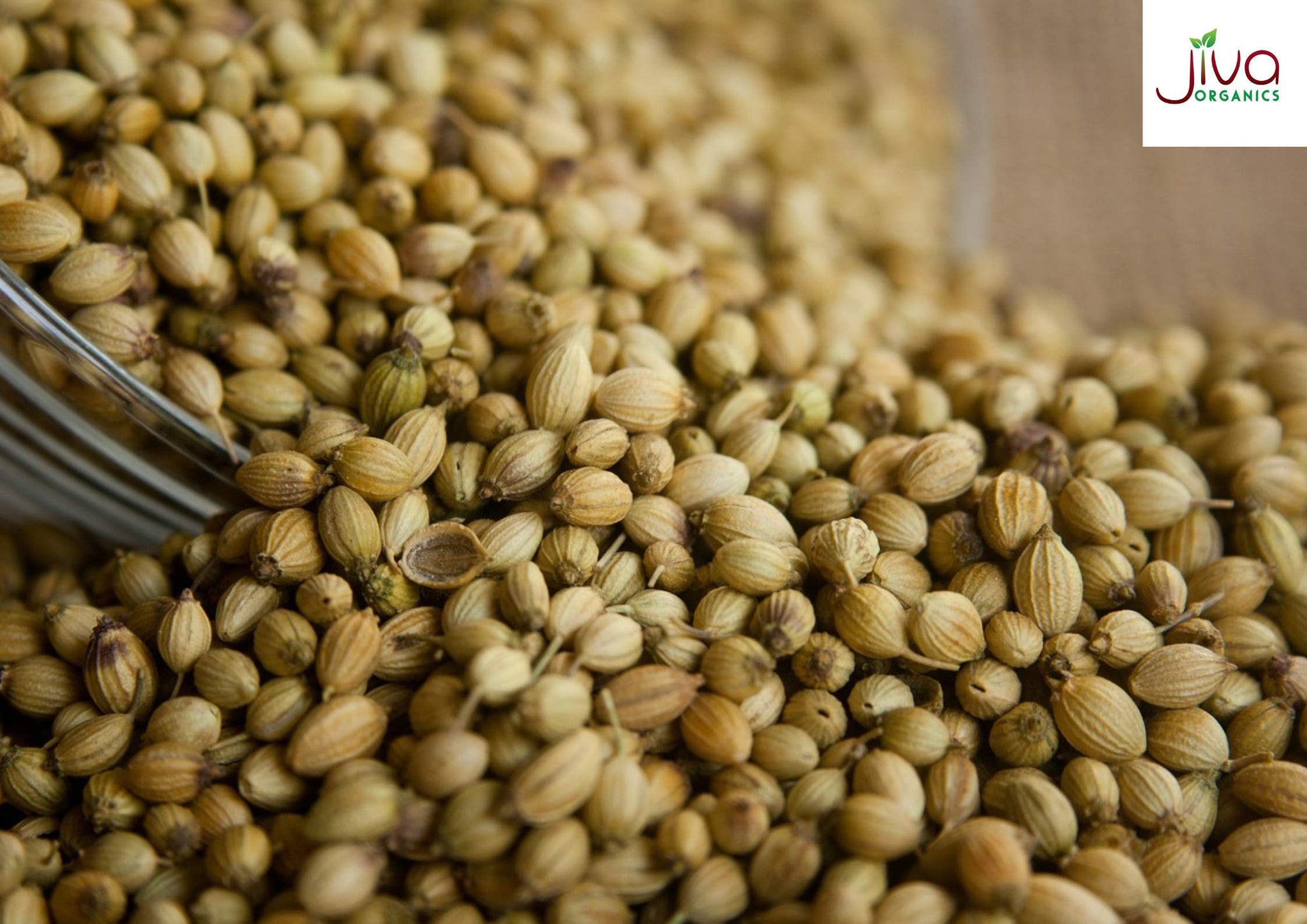 Jiva Organics Organic Coriander Seeds Whole 1.25 Pound Bulk Bag - Non-GMO