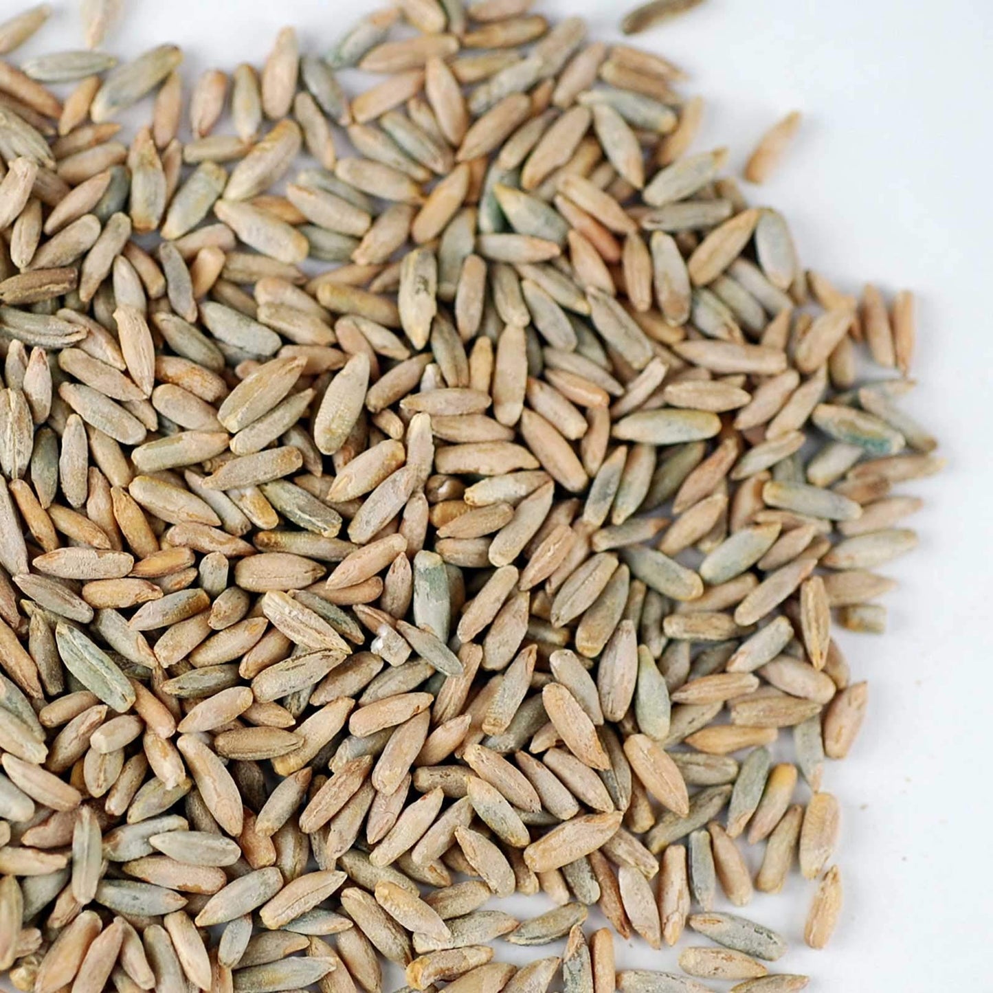 35 Lb Bulk Organic Rye Grain Seeds - Rye Seed for Sprouting Rye Berries, Rye Seeds for Organic Rye Flour, Rye Meal, Rye Pasta, Marble Rye Bread, Rye