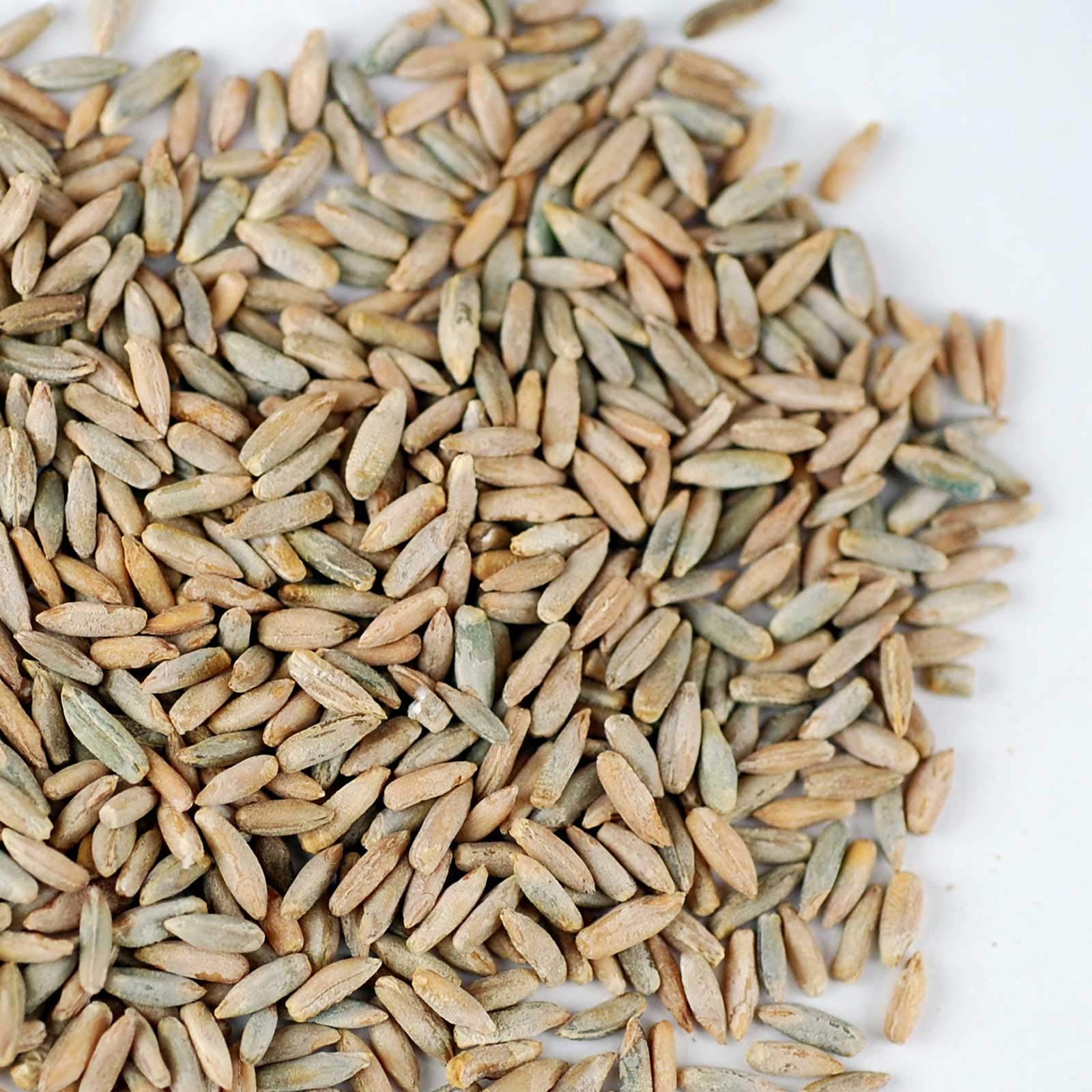 35 Lb Bulk Organic Rye Grain Seeds - Rye Seed for Sprouting Rye Berries, Rye Seeds for Organic Rye Flour, Rye Meal, Rye Pasta, Marble Rye Bread, Rye