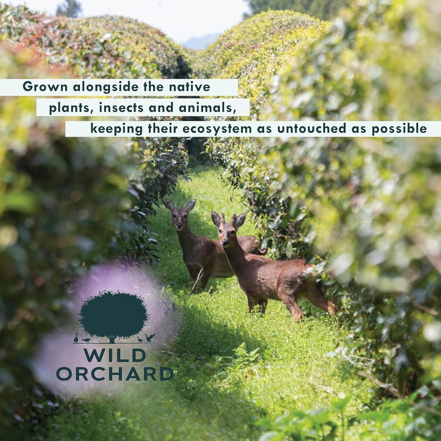 Wild Orchard Regenerative Organic Certified Flavored Green Tea - Sunday Brunch (12 Tea Bags) - With Delicate Flower Petals - Regeneratively Cultivated