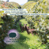 Wild Orchard Regenerative Organic Certified Flavored Green Tea - Sunday Brunch (12 Tea Bags) - With Delicate Flower Petals - Regeneratively Cultivated