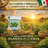 Moronel Herbal Tea (4 oz) - Premium "Planta de la Vida" (Synadenium grantii) - Wildcrafted Loose Leaf Tea from Mexico - 100% Natural, Caffeine-Free