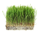 35 Lb Bulk Organic Rye Grain Seeds - Rye Seed for Sprouting Rye Berries, Rye Seeds for Organic Rye Flour, Rye Meal, Rye Pasta, Marble Rye Bread, Rye