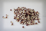 Amish Country Popcorn | 1 lbs Bag | Purple Popcorn Kernels | Old Fashioned, Non-GMO and Gluten Free (Purple - 1 lbs Bag)