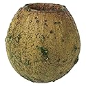 Vickerman 648643-1" (App) Basil Bell Gum Pods 2.2 lbs/Bg (H1BGB100) Dried and Preserved Foliage