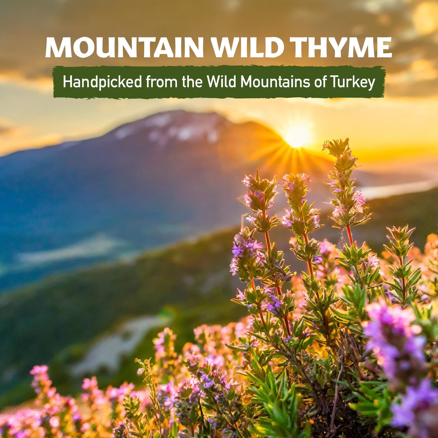 Eastanbul Wild Thyme, 1.76oz, Mediterranean Zaatar Thyme Seasoning, AKA Thymbra Spicata, Perfect For Tea & Culinary Seasoning, Dried Leaves