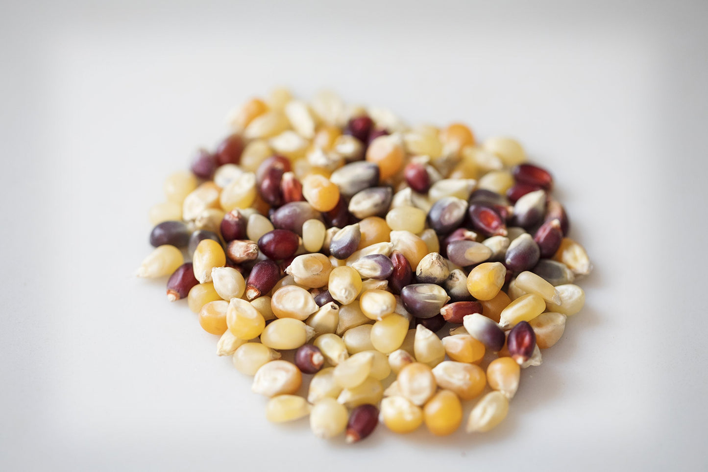 Amish Country Popcorn | 25 lb Bag | Rainbow Popcorn Kernels | Old Fashioned, Non-GMO and Gluten Free (Rainbow - 25 lb Bag)