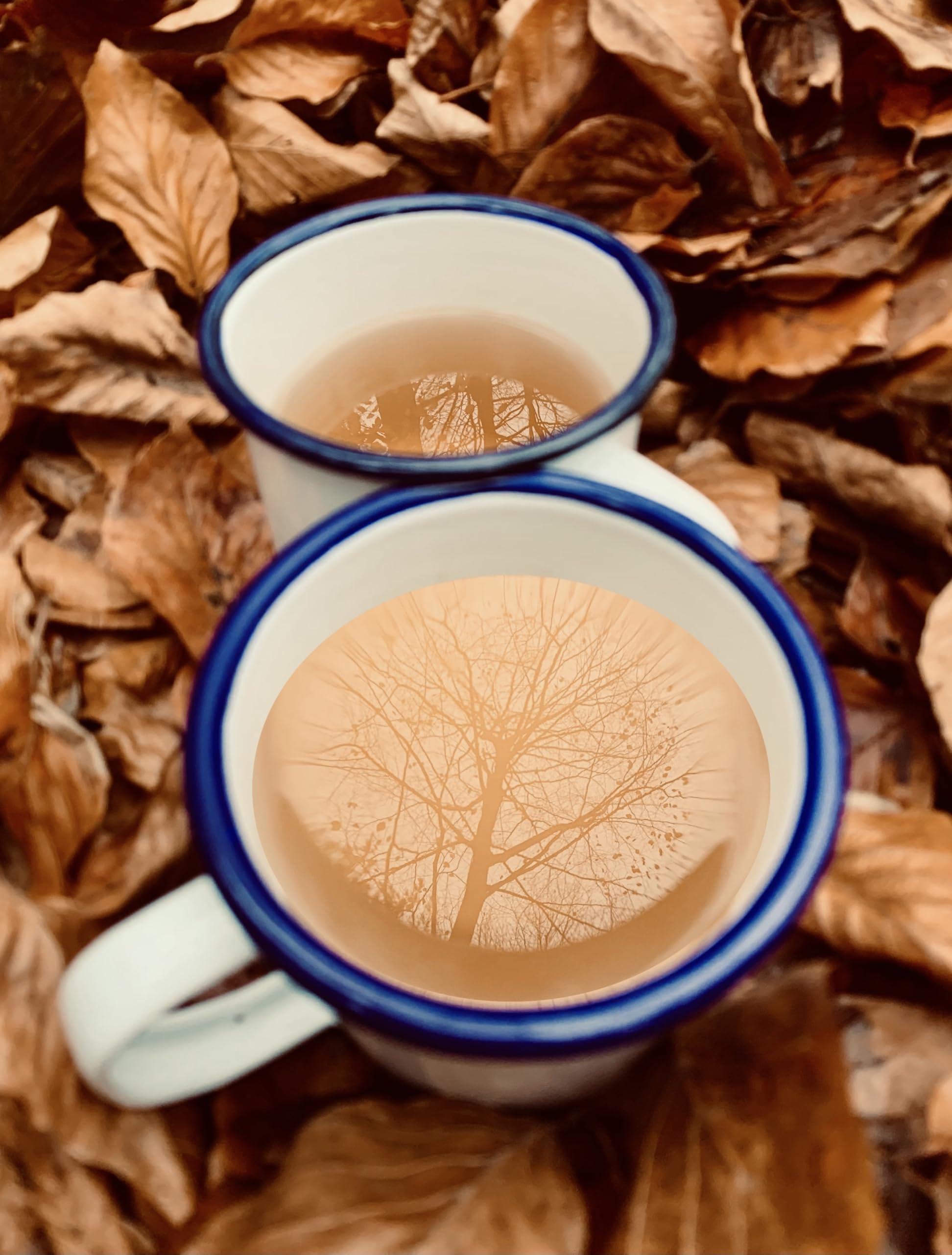 Premium Chaga Mushroom - 30 Tea Bags of 100% Wild Harvested Canadian Chaga Tea