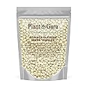 Moringa Seeds Kernel Shelled 2 oz. - Clean PKM1 Variety - Edible - Moringa Oleifera - Malunggay - Semillas De Moringa - Drumstick Tree - Non-GMO - 250