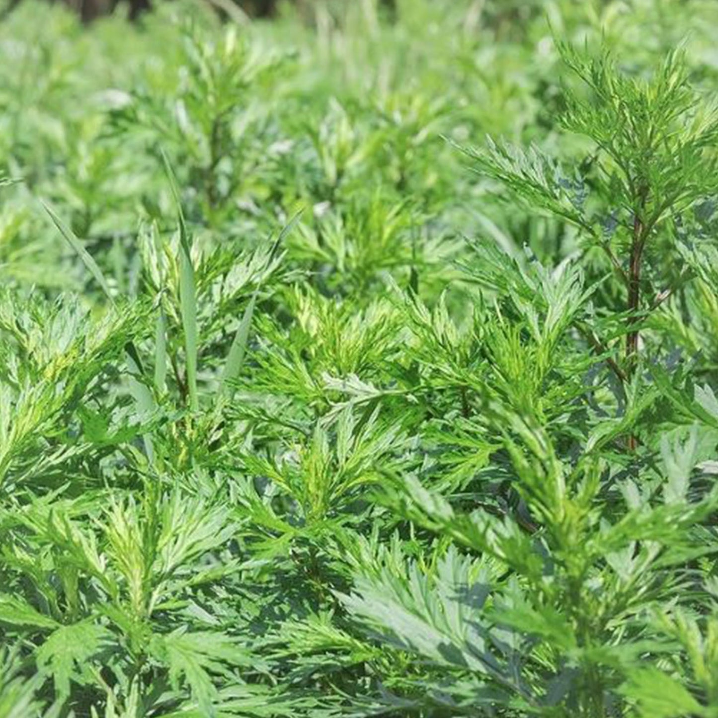 Jovvily Mugwort Leaf Cut & Sifted - 1 lb - Herbal Tea - No Additives