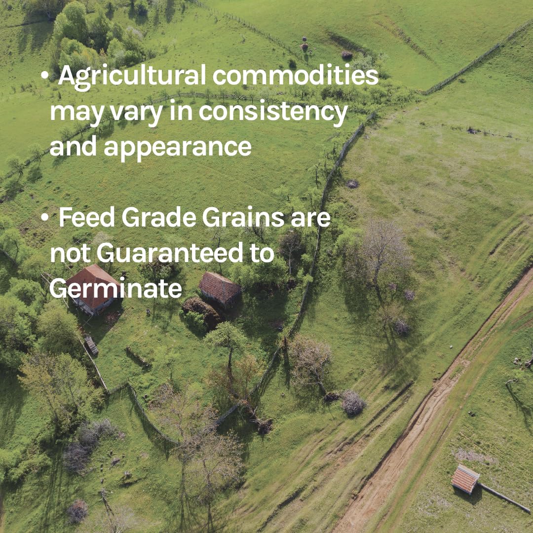 New Country Organics | Organic Flaxseed for Livestock | Certified Organic and Non-GMO | Feed Grade | 40 lbs
