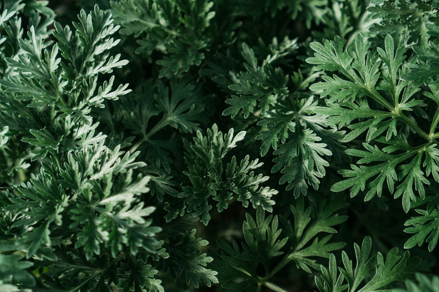 Wormwood Herb - Used In Absinthe - Flavoring For Spirits And Wines, Including Bitters, Vermouth And Pelinkovac - Ingredients: 100% Natural Wormwood
