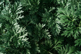 Wormwood Herb - Used In Absinthe - Flavoring For Spirits And Wines, Including Bitters, Vermouth And Pelinkovac - Ingredients: 100% Natural Wormwood