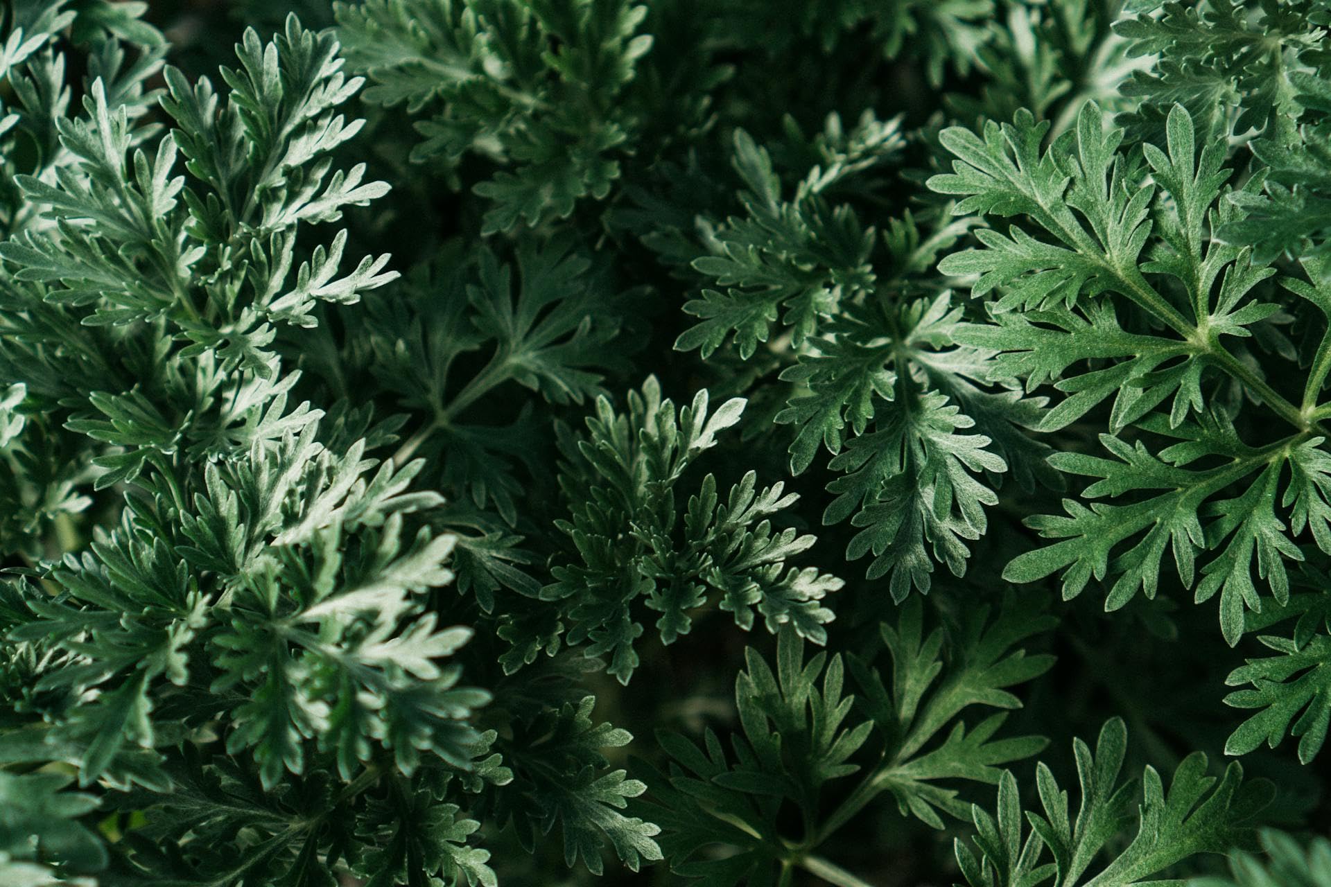 Wormwood Herb - Used In Absinthe - Flavoring For Spirits And Wines, Including Bitters, Vermouth And Pelinkovac - Ingredients: 100% Natural Wormwood