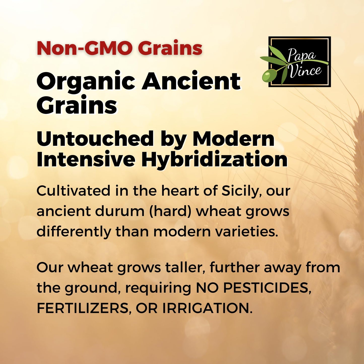 Papa Vince Organic Whole Wheat Non Enriched Orzo Pastina: Low Gluten Italian Pasta made in Italy from Organic Non GMO Khorasan Ancient Grain grown in