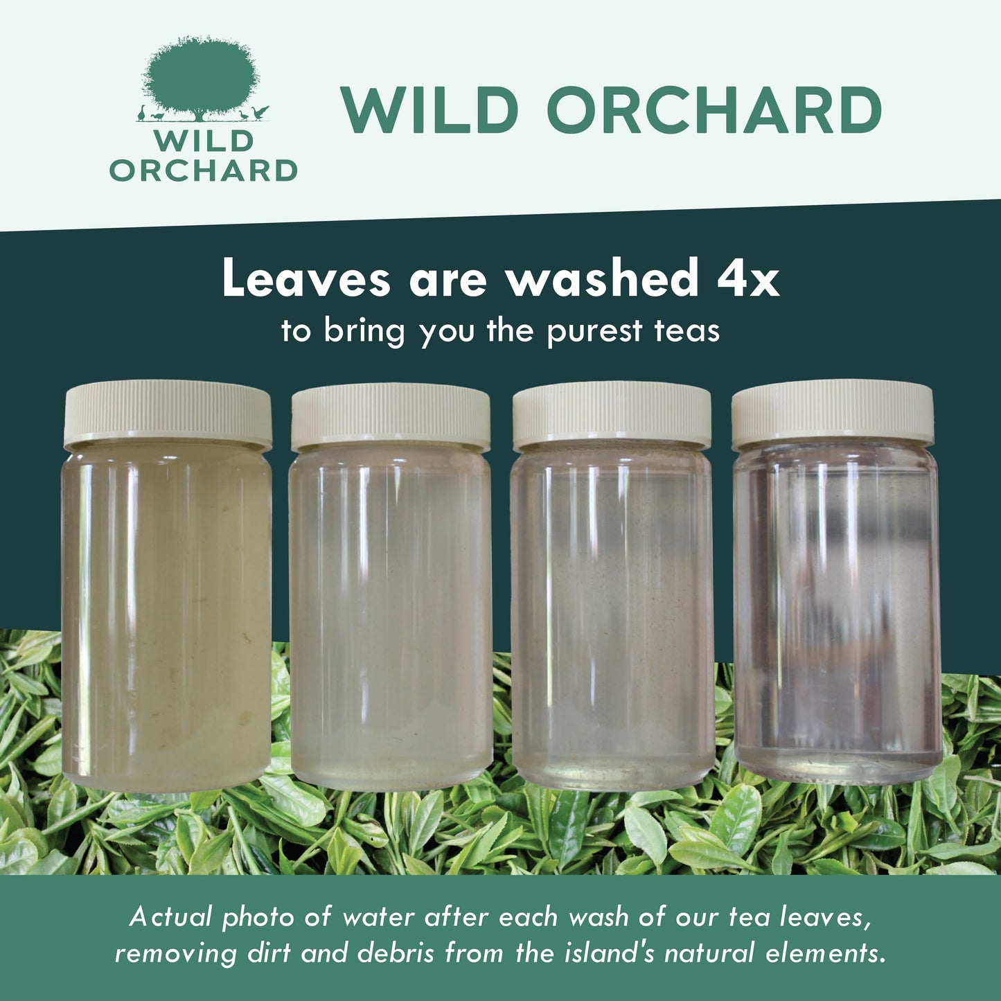 Wild Orchard Premium Grade Oolong Tea - 100% Regenerative Organic Certified - Sustainably & Regeneratively Cultivated on Jeju Island in South Korea