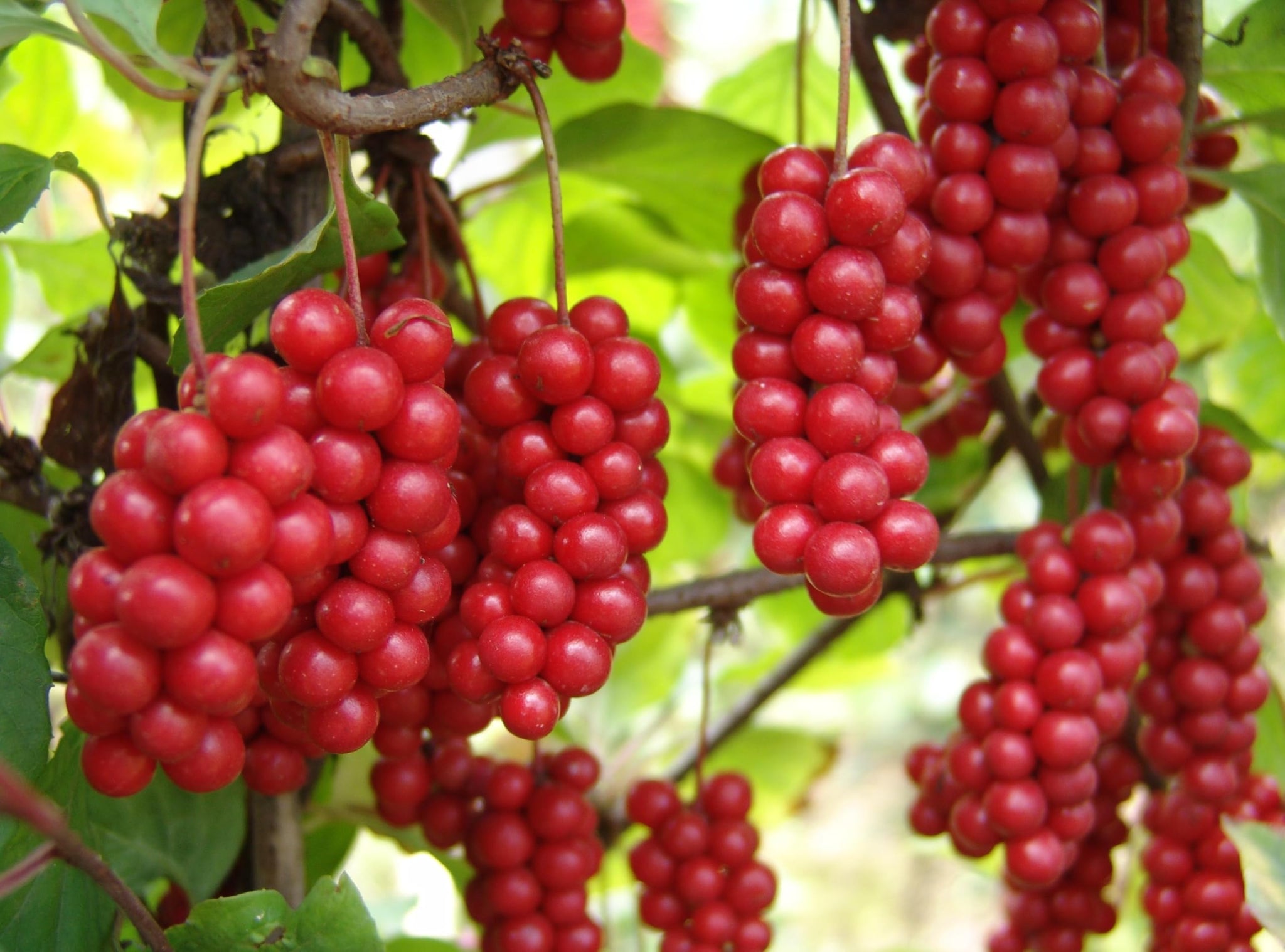 Bestliving Schisandra Berry Dried,Schisandra Berry Tea,Schizandra Berries,Omija Tea,1lb/16Ounces/454g ???? Order Packages by Mail from USA