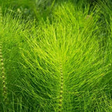 Jovvily Horsetail Herb - 2 lb - Cut & Sifted - Herbal Tea - No Fillers Or Additives