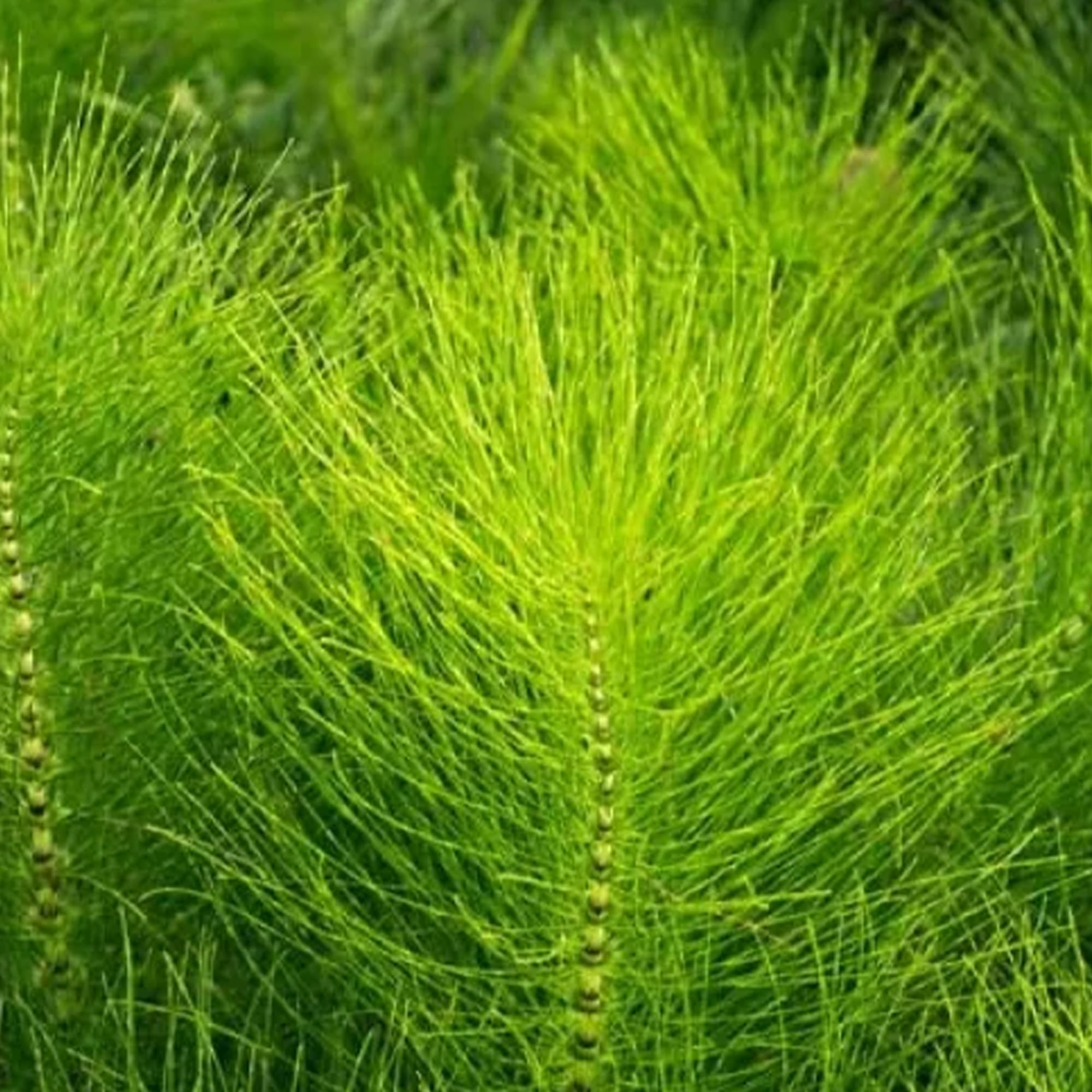 Jovvily Horsetail Herb - 2 lb - Cut & Sifted - Herbal Tea - No Fillers Or Additives