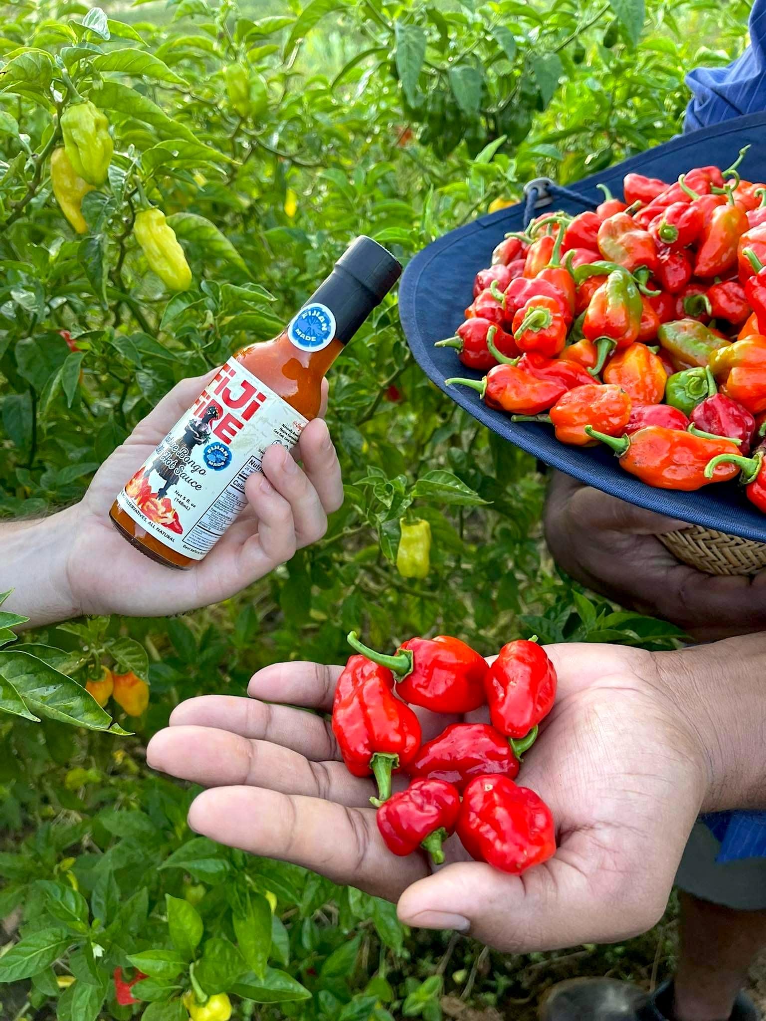 FIJI Fire Chilli HOT Sauce (Value Pack of 1 x 5 Oz Bottle) The Bongo Chilli, a delicious habanero with a sweet and fruity taste, that's native