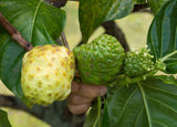 Virgin Noni Juice - 100% Pure Hawaiian Noni Juice - 2 Pack of 32oz Glass Bottles