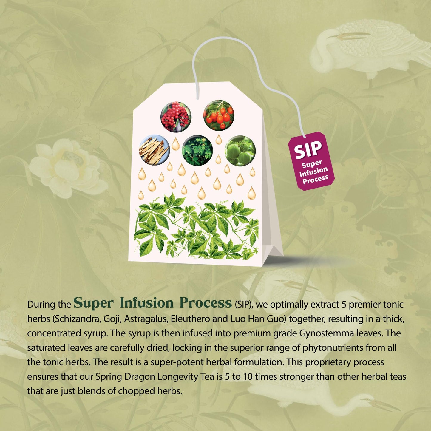 Dragon Herbs Spring Dragon Longevity Tea - Adaptogenic Gynostemma Leaf Herbal Tea Infused with Schizandra Berry, Goji Berry, Astragalus Root