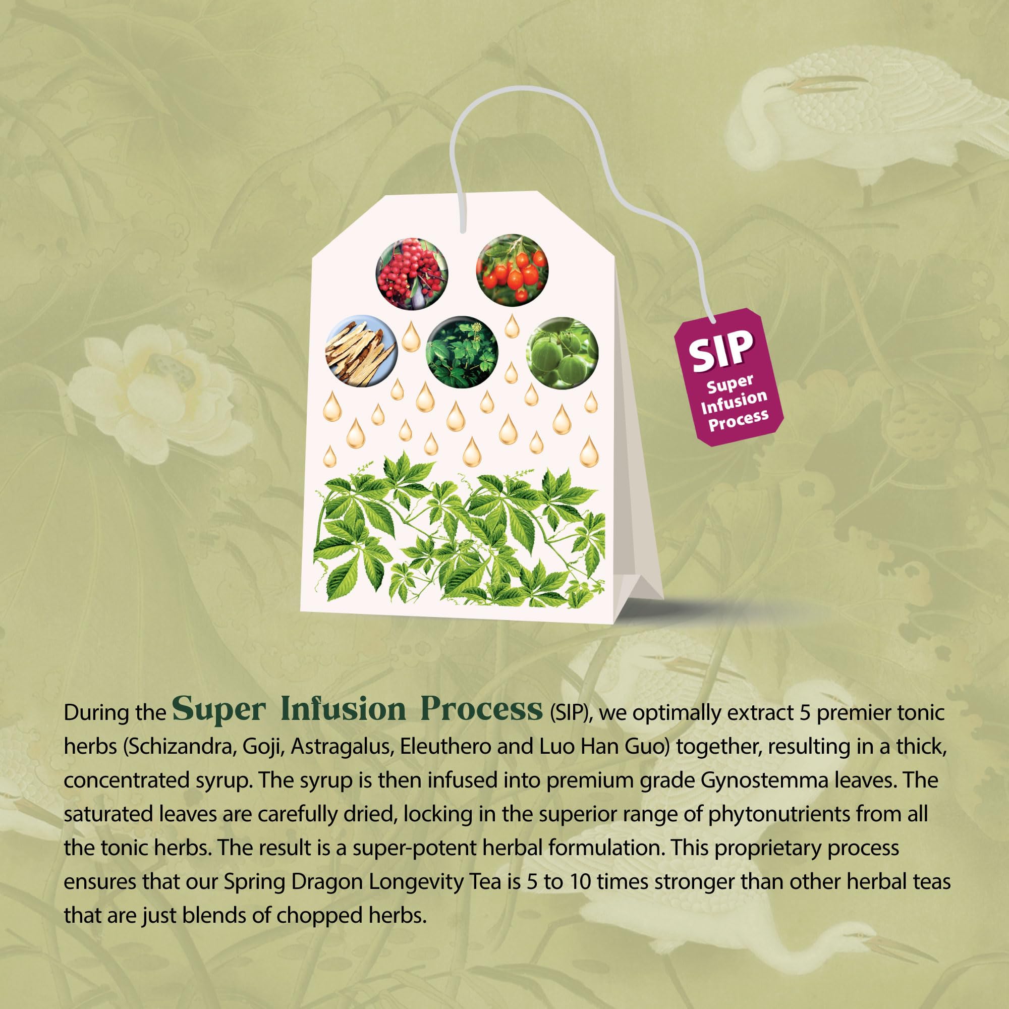 Dragon Herbs Spring Dragon Longevity Tea - Adaptogenic Gynostemma Leaf Herbal Tea Infused with Schizandra Berry, Goji Berry, Astragalus Root