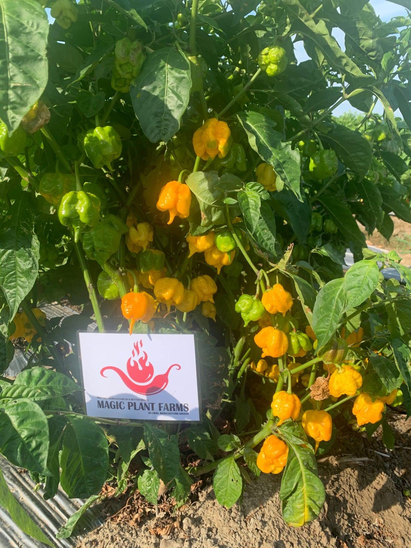 Yellow Carolina Reaper Pepper Flakes by Magic Plant - 1 Lb Bulk - Extremely Hot Rare Chili Strain 1.4M - 2.2M SHUs | Sweet Tangy Citrus Flavor |
