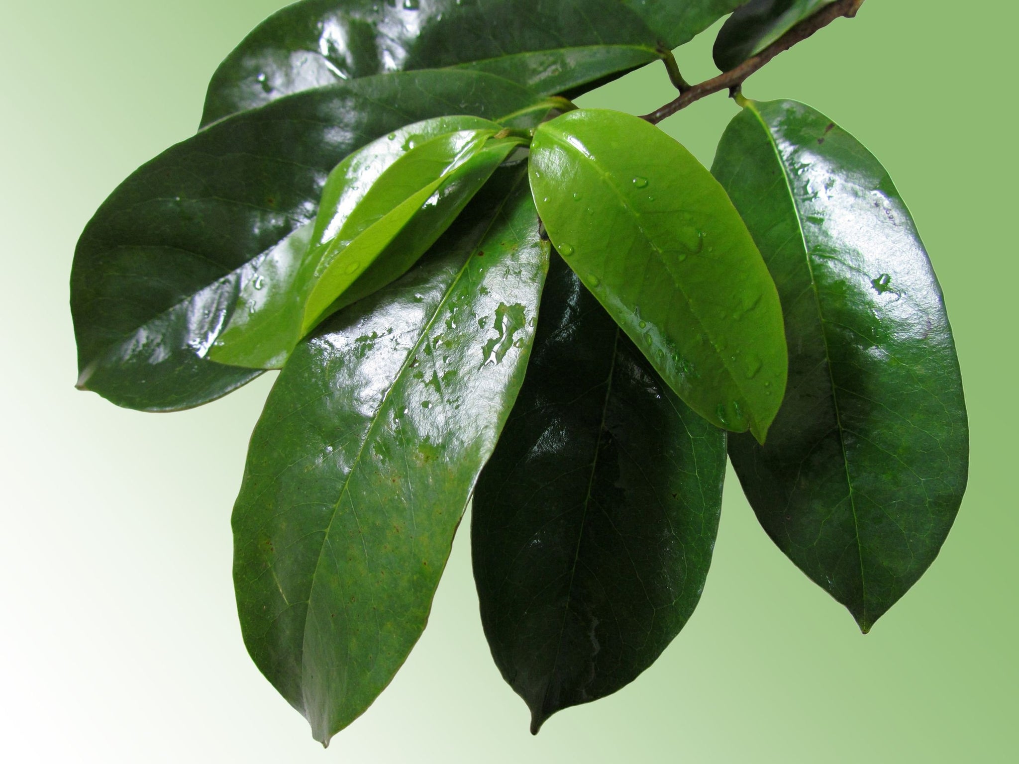 Zokiva Nutritionals Graviola Tea 30 Bags Soursop - Annona Muricata - Guanabana Herbal Tea - 100% Pure Soursop Leaf for - Caffeine-Free, Graviola Tea